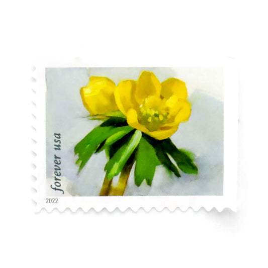 2022 First-Class Forever Stamp – Snowy Beauty: Winter Aconite